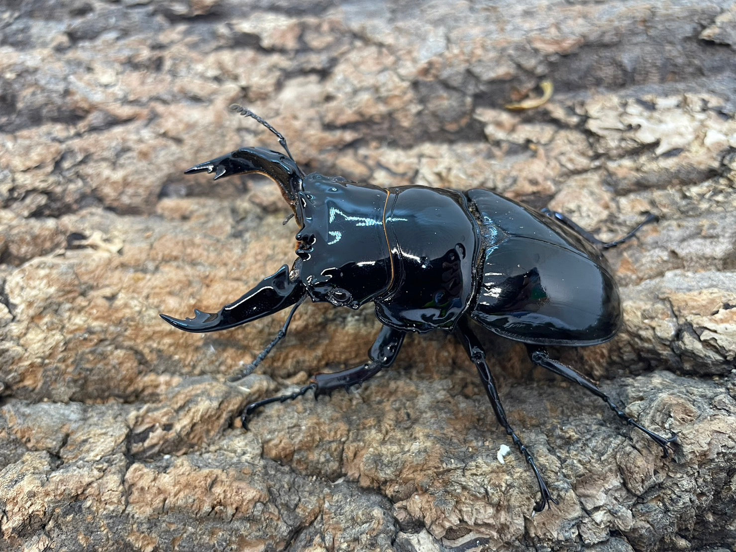 昆虫ハンター タランドゥスオオツヤクワガタ だと思います。 - 標本