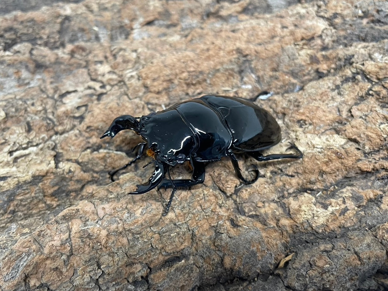 タランドゥスオオツヤクワガタ