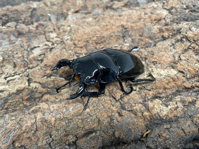 タランドゥスオオツヤクワガタ