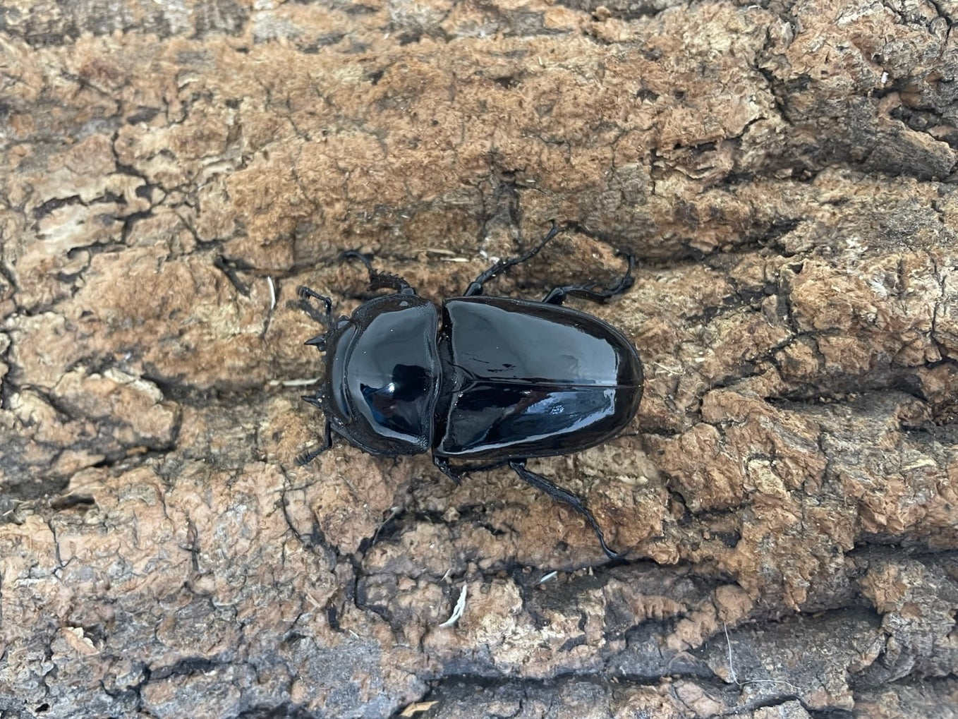 タランドゥスオオツヤクワガタ – INSECT SHOP KMY