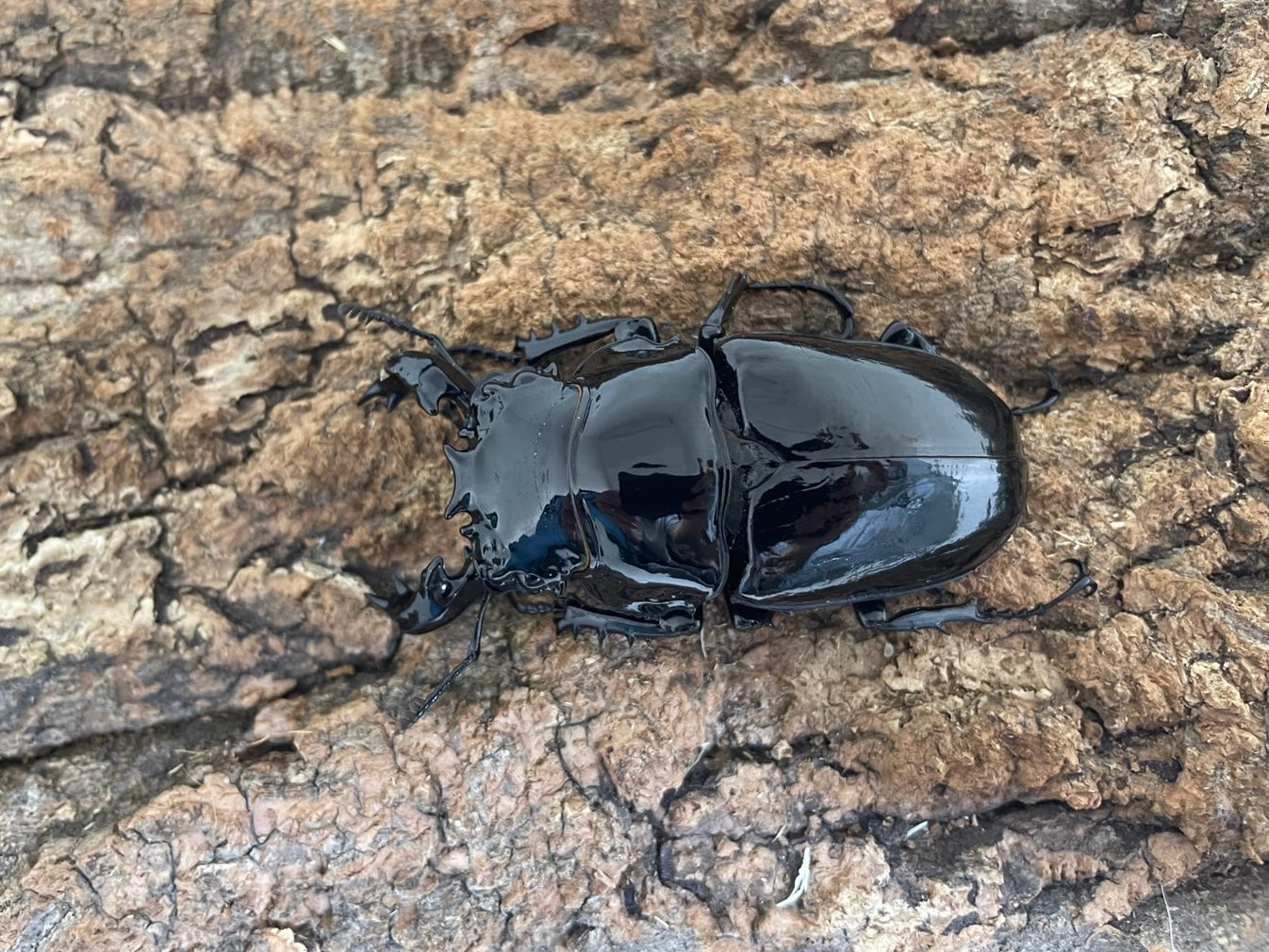タランドゥスオオツヤクワガタ