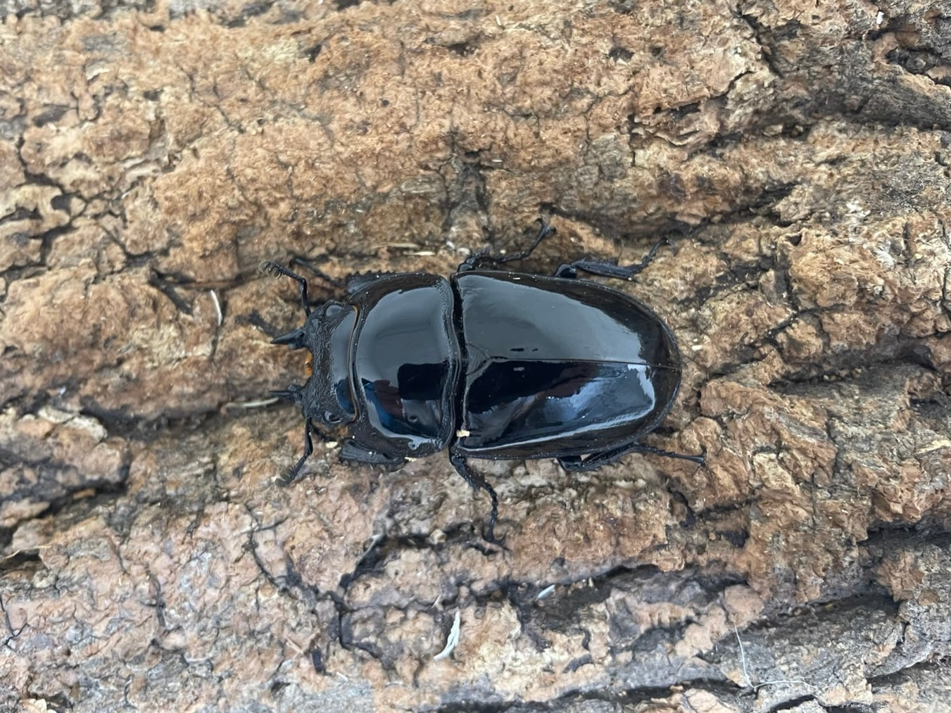 タランドゥスオオツヤクワガタ
