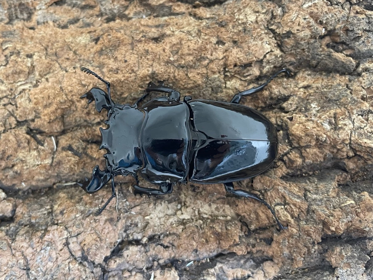 タランドゥスオオツヤクワガタ