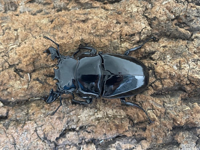 タランドゥスオオツヤクワガタ
