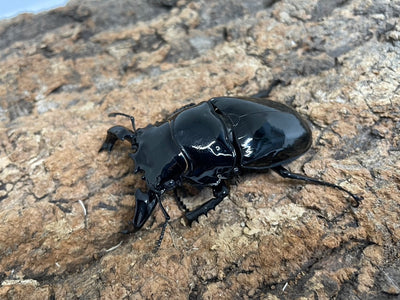 タランドゥスオオツヤクワガタ
