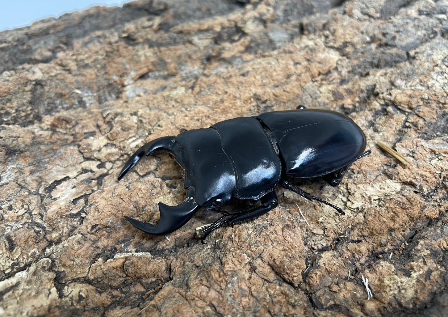 昆虫標本 特大インドアンタエウスオオクワ89mm Amazon.co.jp: インドアンタエウス 81.6㎜ ラベル付 標本