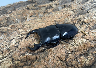 インドアンタエウスオオクワガタ