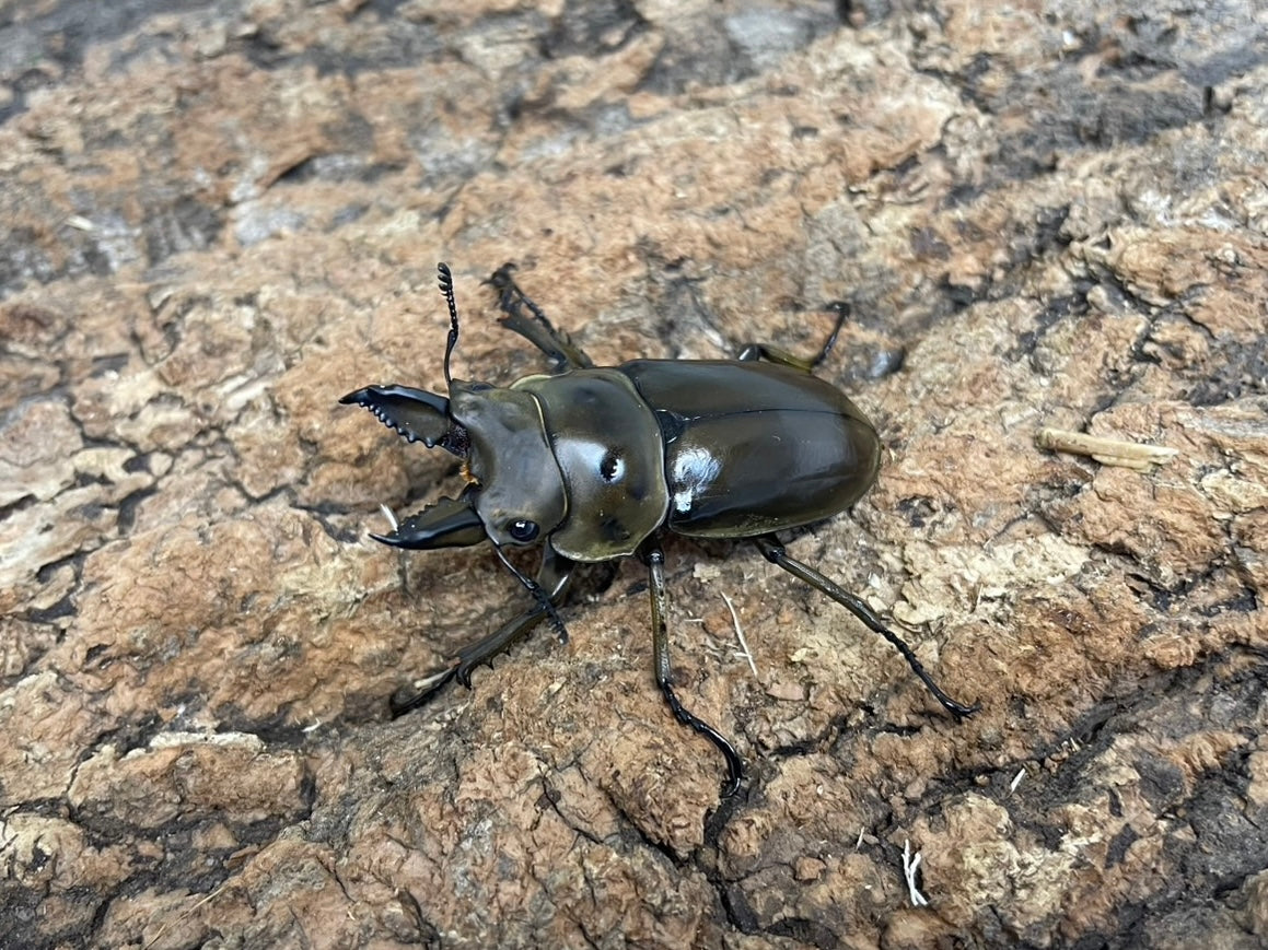 ババオウゴンオニクワガタ