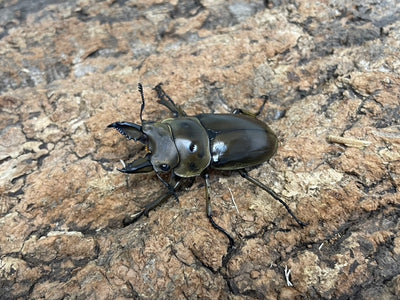 ババオウゴンオニクワガタ