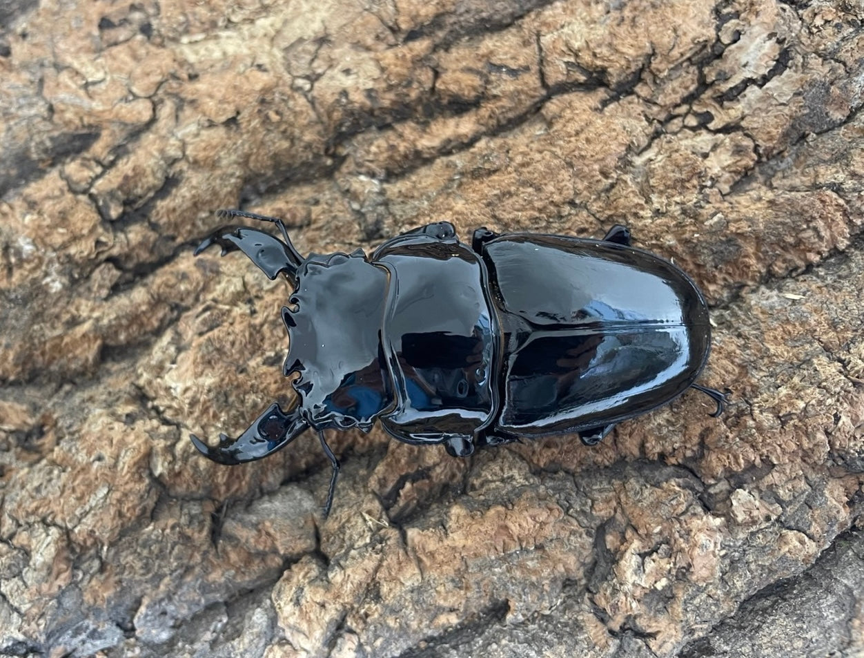 レギウスオオツヤクワガタ