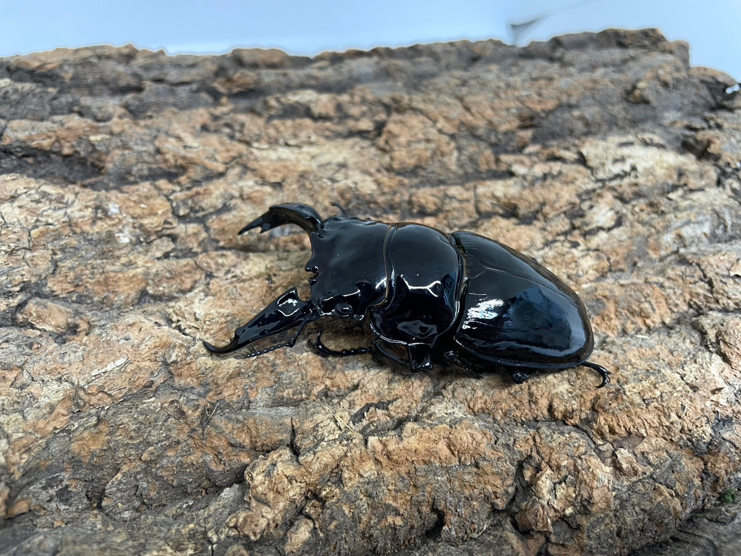 レギウスオオツヤクワガタ
