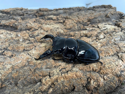レギウスオオツヤクワガタ