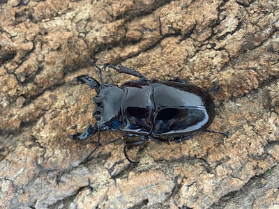 レギウスオオツヤクワガタ