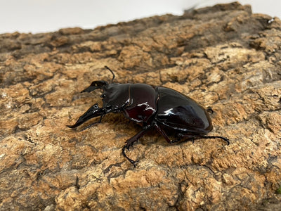 レギウスオオツヤクワガタ