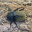 ギアスゾウカブト（亜種ポリオン）