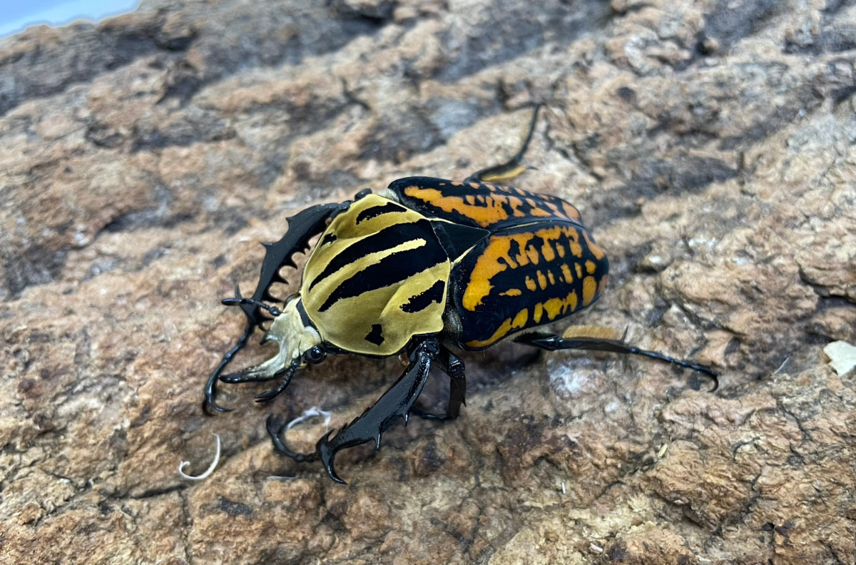 オーベルチュールオオツノカナブン