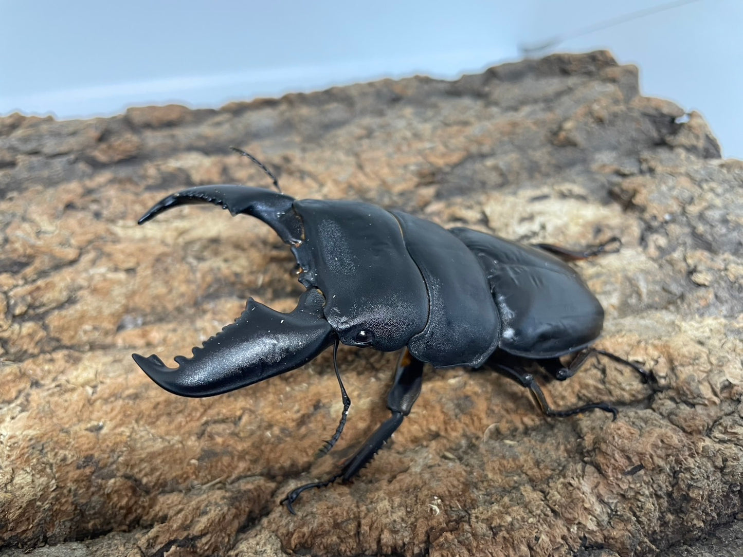 スマトラオオヒラタクワガタ