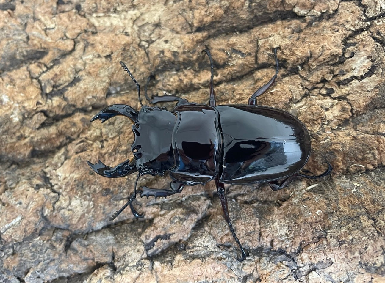 レギウスオオツヤクワガタ