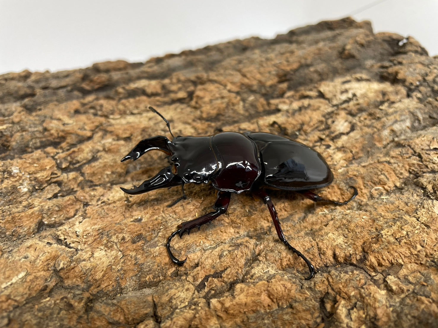昆虫標本M.レギウス　オオツヤクワガタ雄75㍉野外品 昆虫標本M.レギウス オオツヤクワガタ雄75㍉野外品 - メルカリ