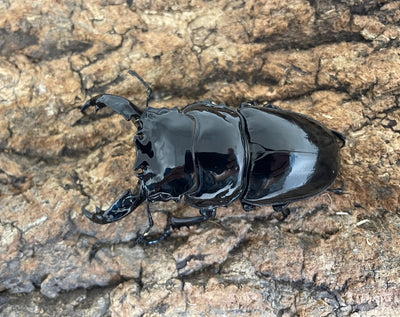レギウスオオツヤクワガタ