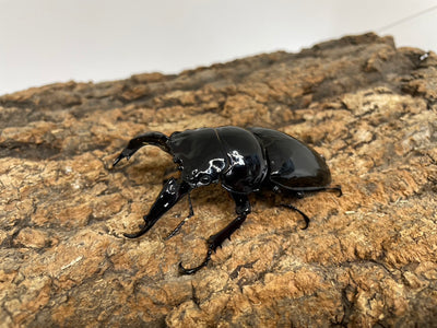 レギウスオオツヤクワガタ