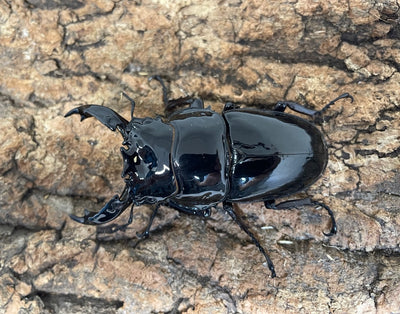 レギウスオオツヤクワガタ