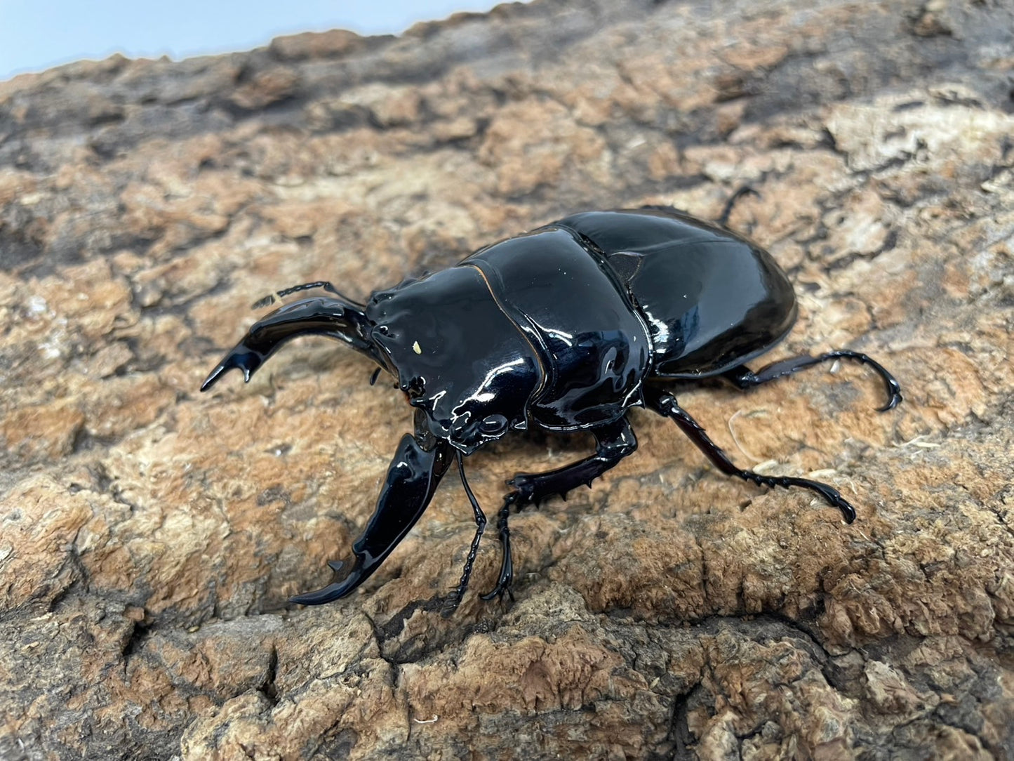 レギウスオオツヤクワガタ