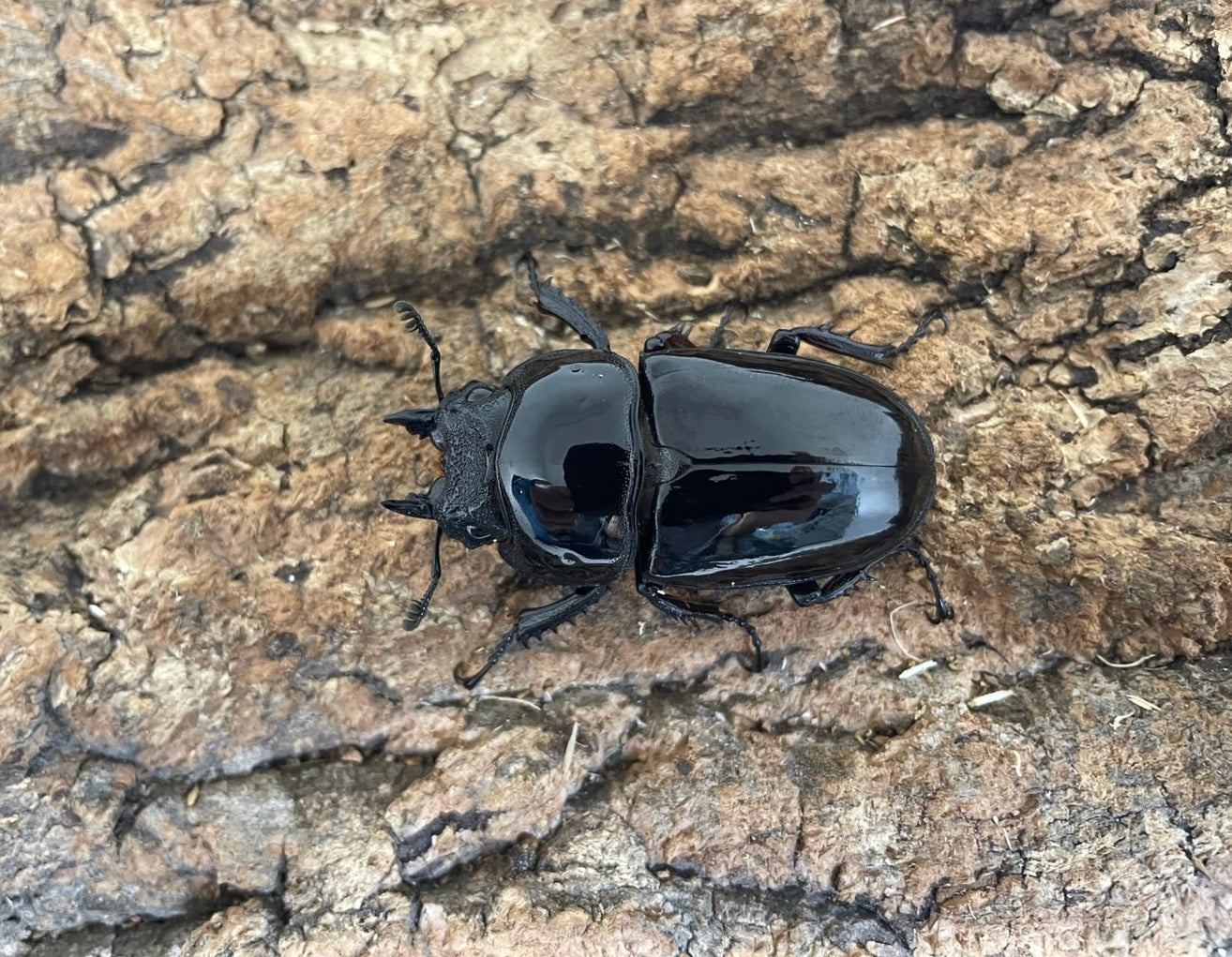 レギウスオオツヤクワガタ
