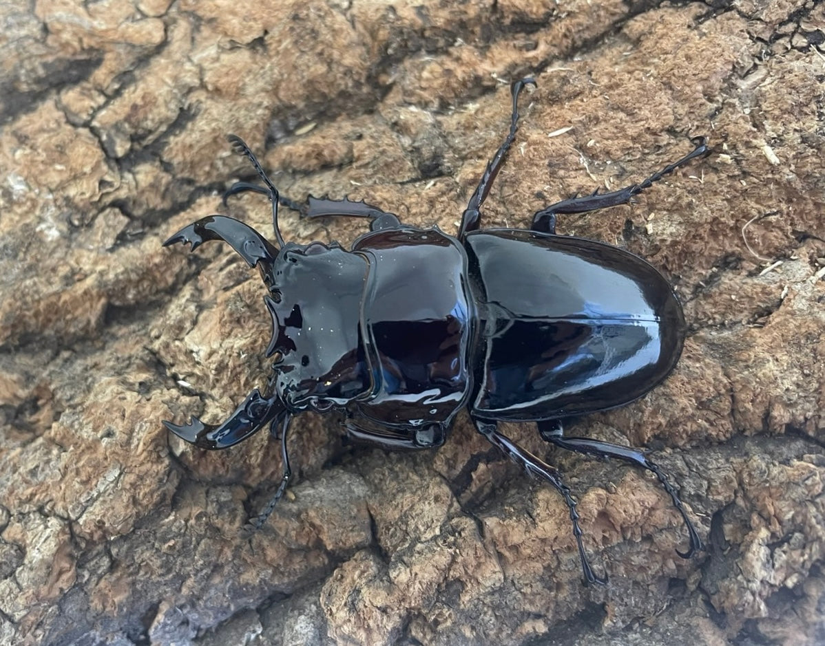 レギウスオオツヤクワガタ