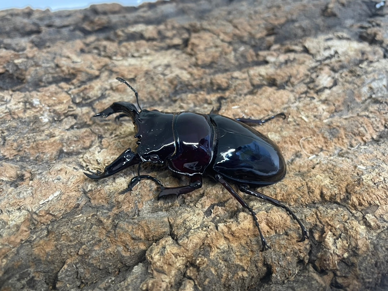レギウスオオツヤクワガタ