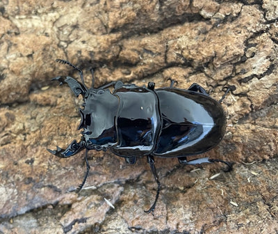 レギウスオオツヤクワガタ