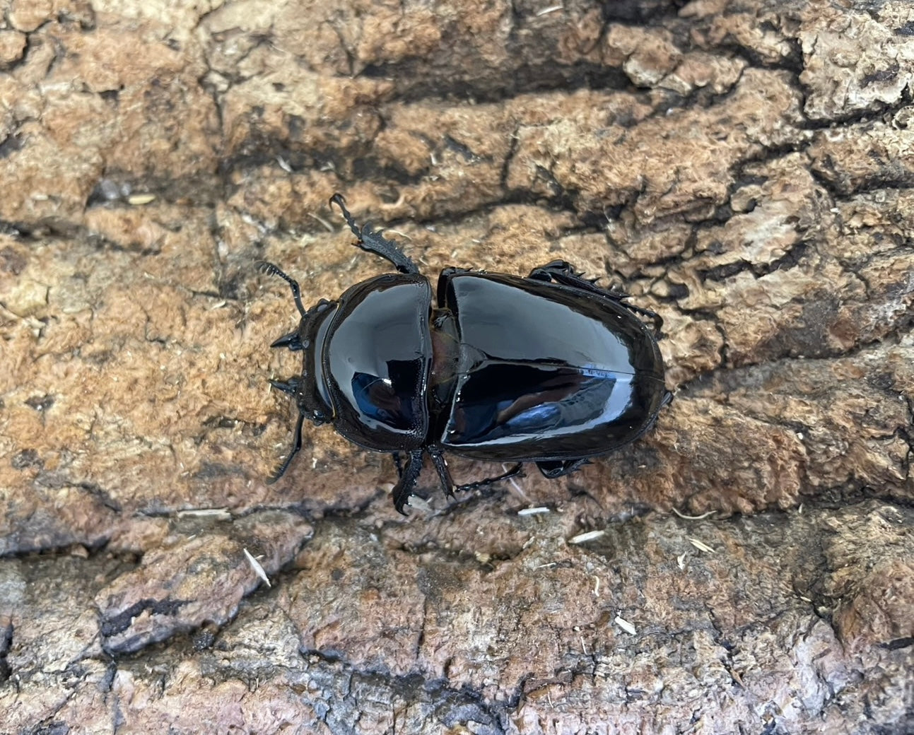 レギウスオオツヤクワガタ