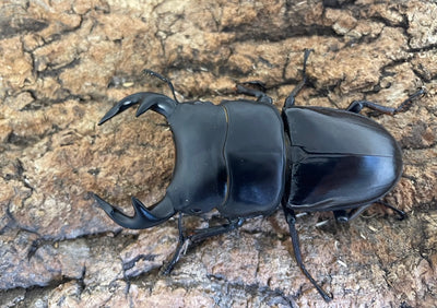 グランディスオオクワガタ
