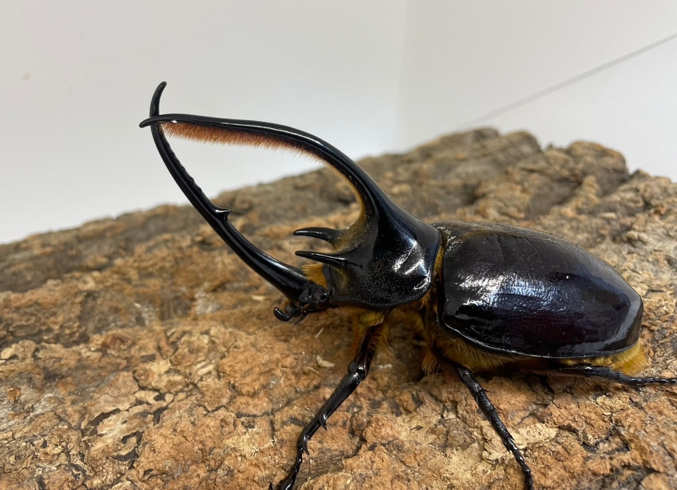 外国産カブト3種  標本　ヘラクレス　エレファス　コーカサス 外国産カブト3種 標本 ヘラクレス エレファス コーカサス