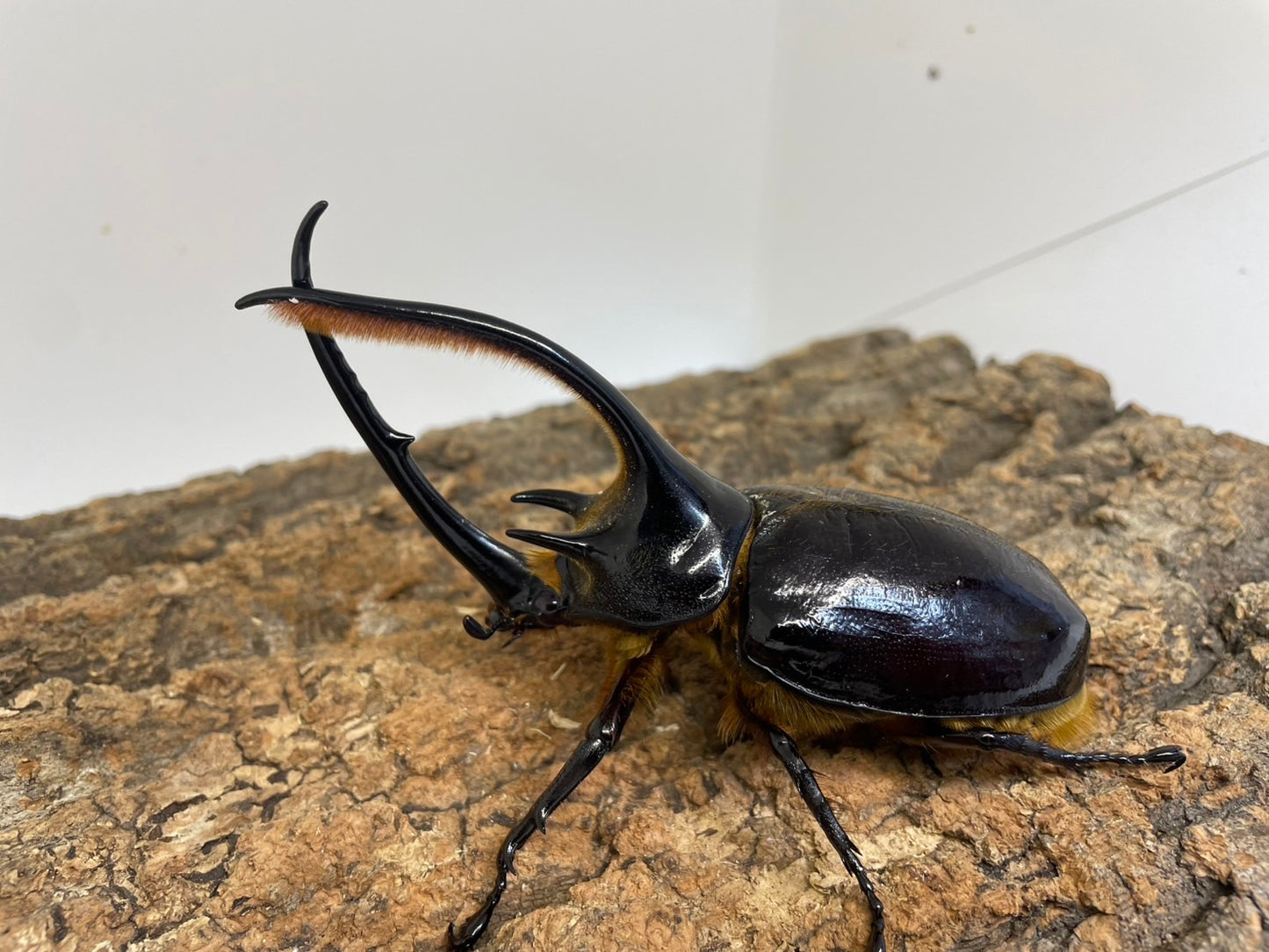 ネプチューンオオカブト