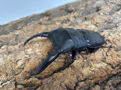 パラワンオオヒラタクワガタ