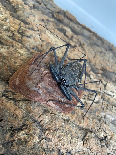メキシコウデムシ