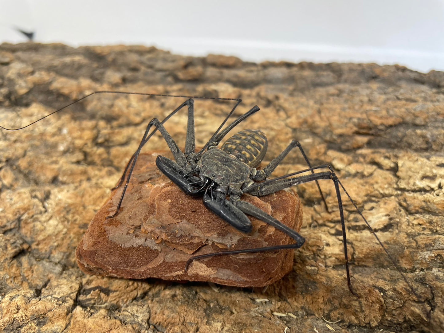 メキシコウデムシ