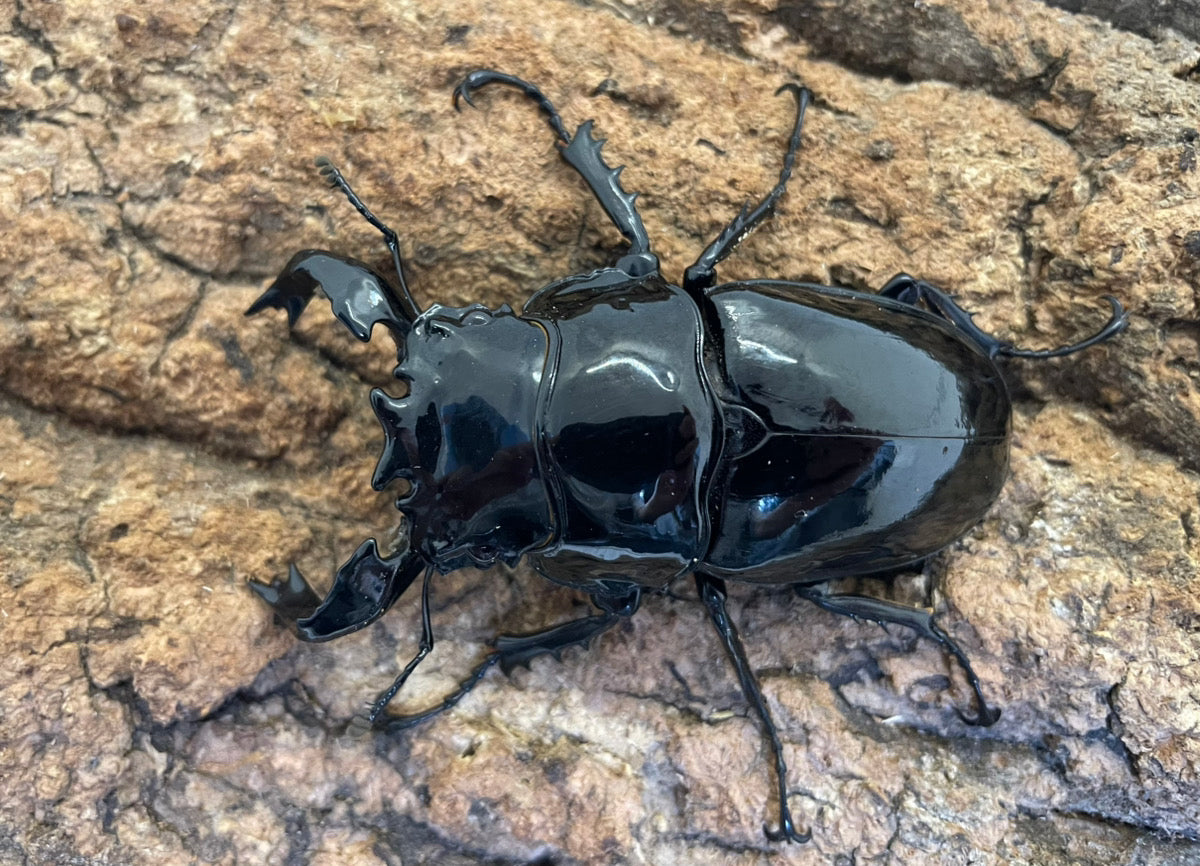 タランドゥスオオツヤクワガタ
