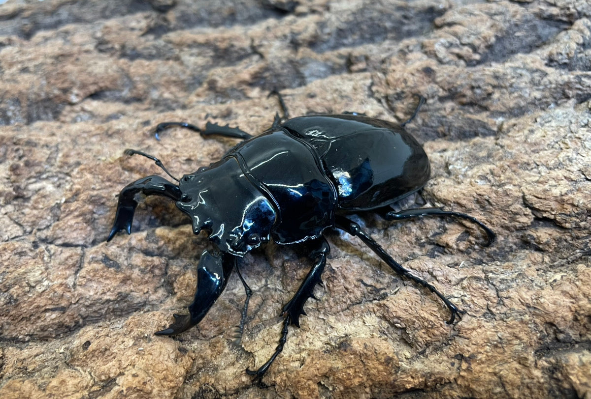 タランドゥスオオツヤクワガタ