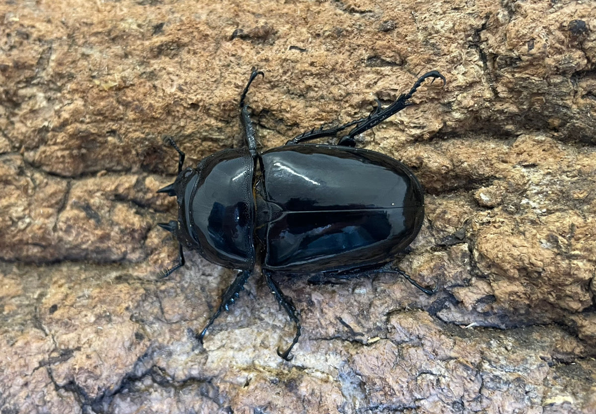 タランドゥスオオツヤクワガタ