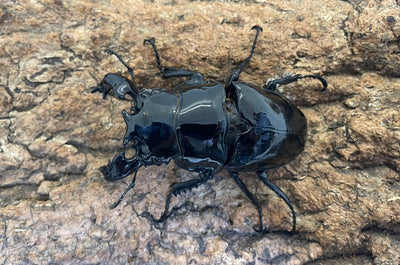タランドゥスオオツヤクワガタ