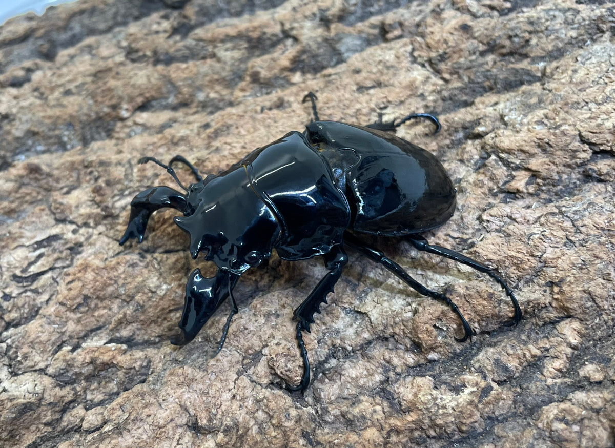 タランドゥスオオツヤクワガタ