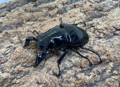タランドゥスオオツヤクワガタ
