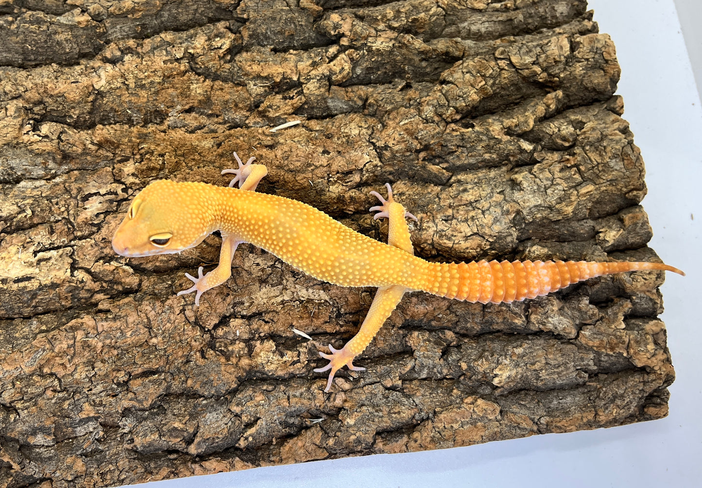 ヒョウモントカゲモドキ［サングローフルキャロット］
