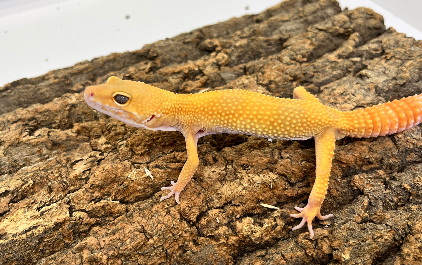 ヒョウモントカゲモドキ［サングローフルキャロット］