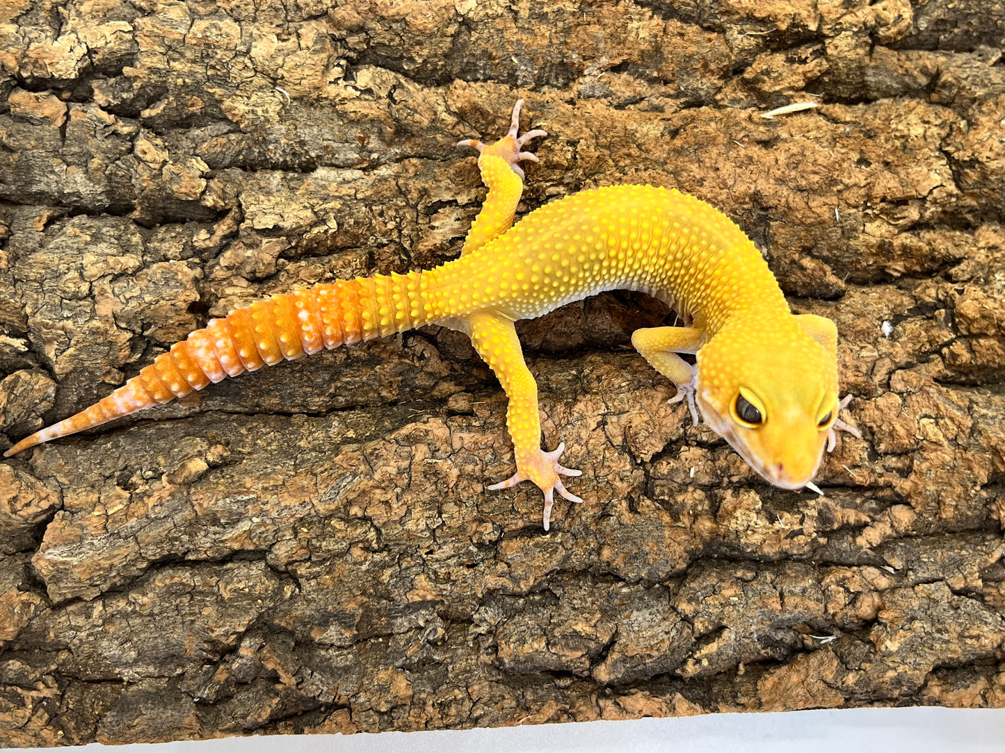 ヒョウモントカゲモドキ［サングローフルキャロット］