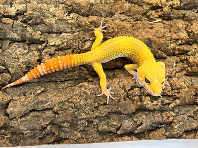 ヒョウモントカゲモドキ［サングローフルキャロット］