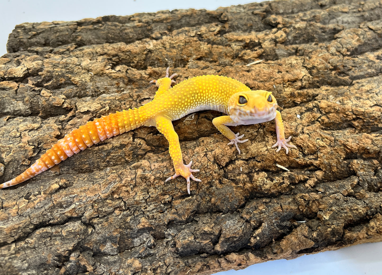 ヒョウモントカゲモドキ［サングローフルキャロット］