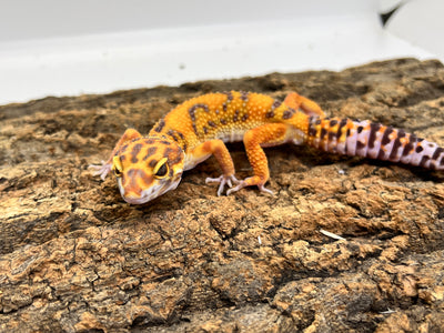 ヒョウモントカゲモドキ［トレンパーアルビノ］